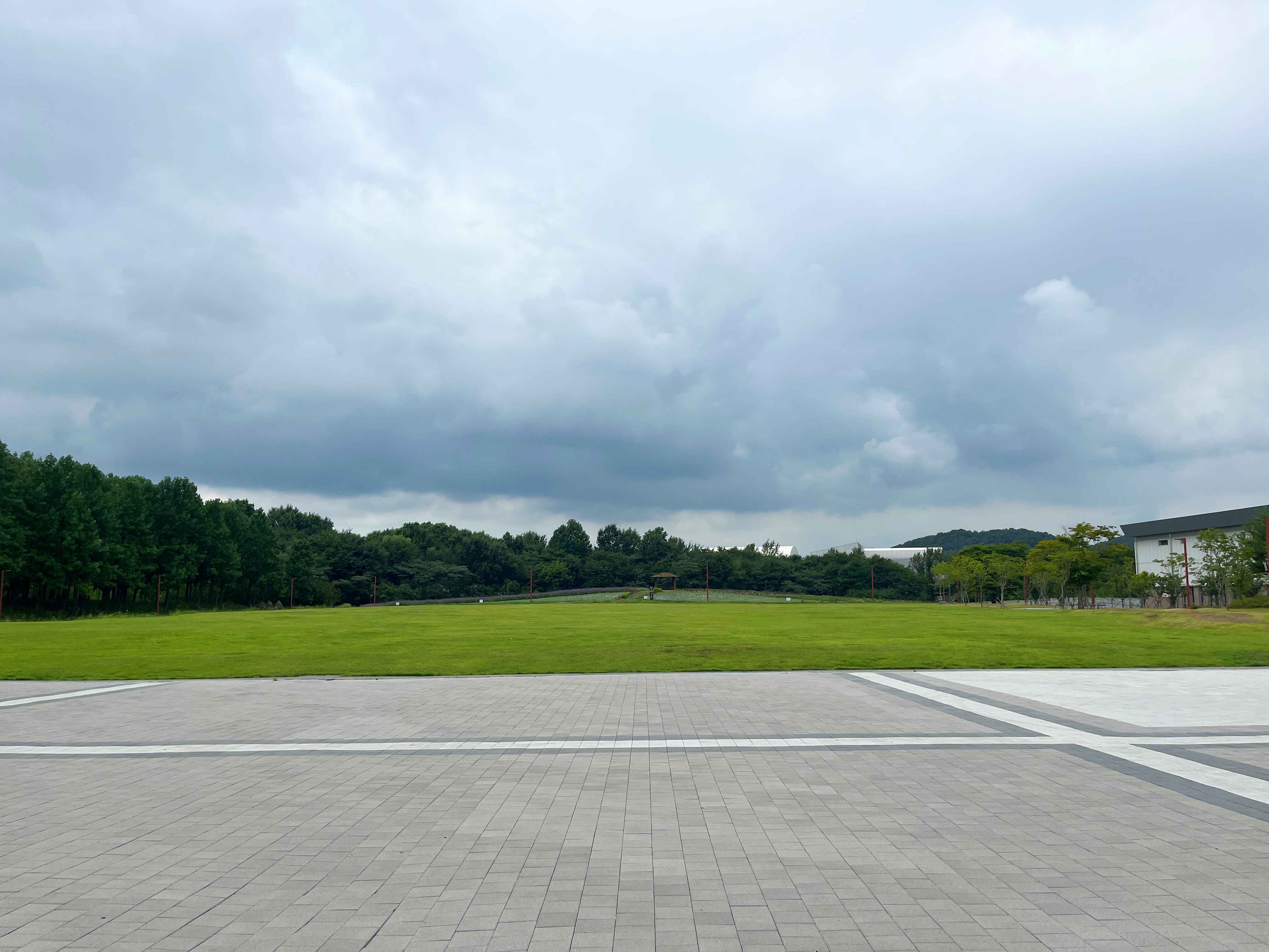 인천 드림파크 야생화단지 버베나