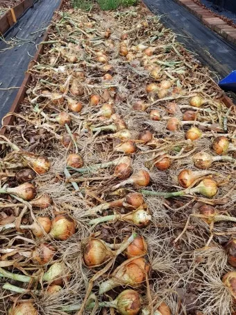 양파 재배 요령 정식 웃거름 도복 수확 건조 포인트_10