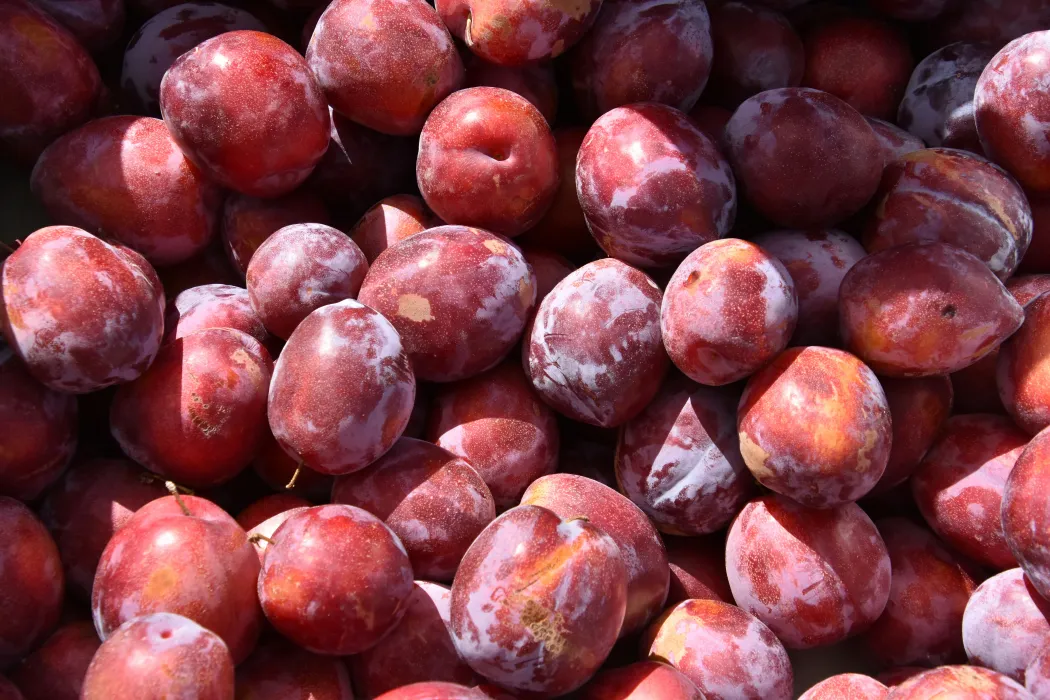 수확한-보라색-빨간색-자두-사진