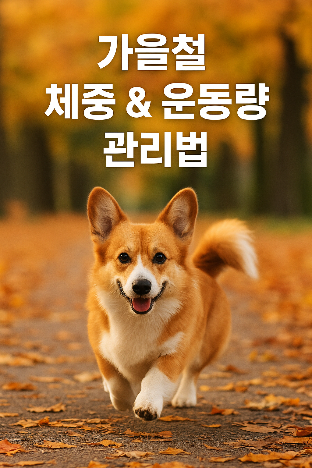 강아지 가을철 체중 & 운동량 관리법 이미지