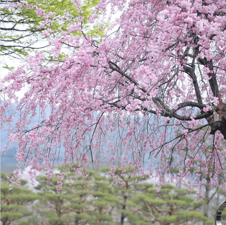 베어트리 파크 봄꽃축제와 관련된 사진
