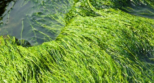 슈퍼푸드 스피루리나(Spirulina)