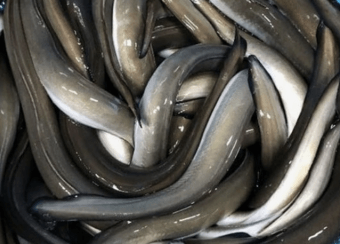 장어 잡는 꿈해몽