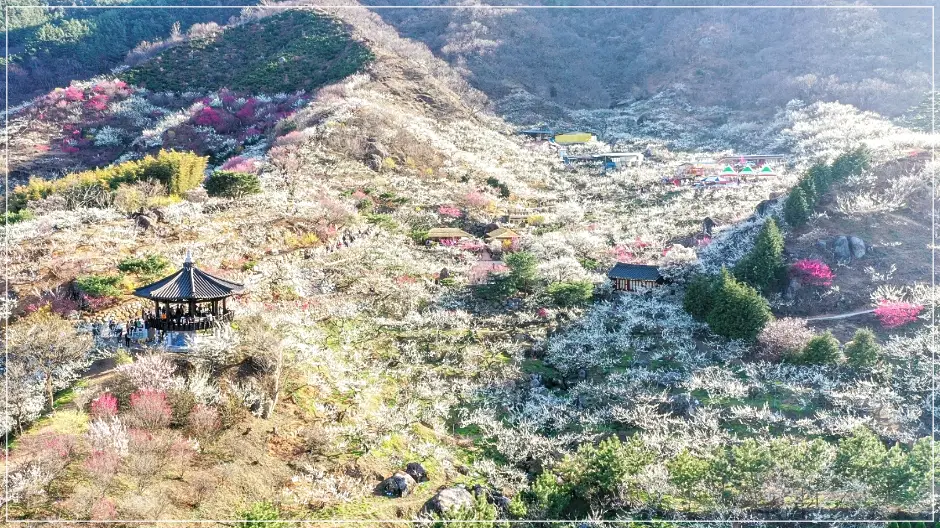 광양 매화축제