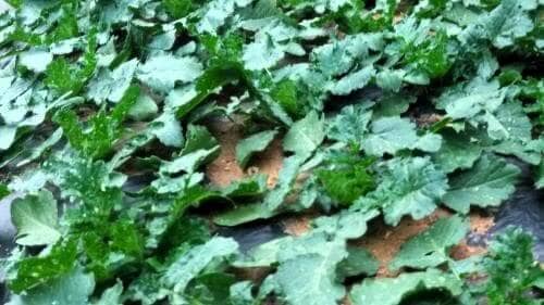 봄무재배-파종-37일-경과-생장모습