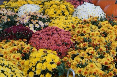 고양국제꽃박람회 2025! 일산 호수공원 개막일·입장료·주차 총정리