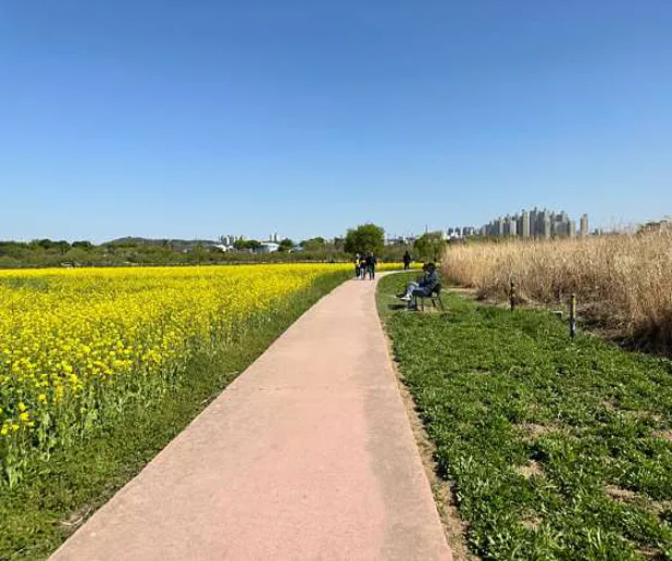 하중도유채꽃단지