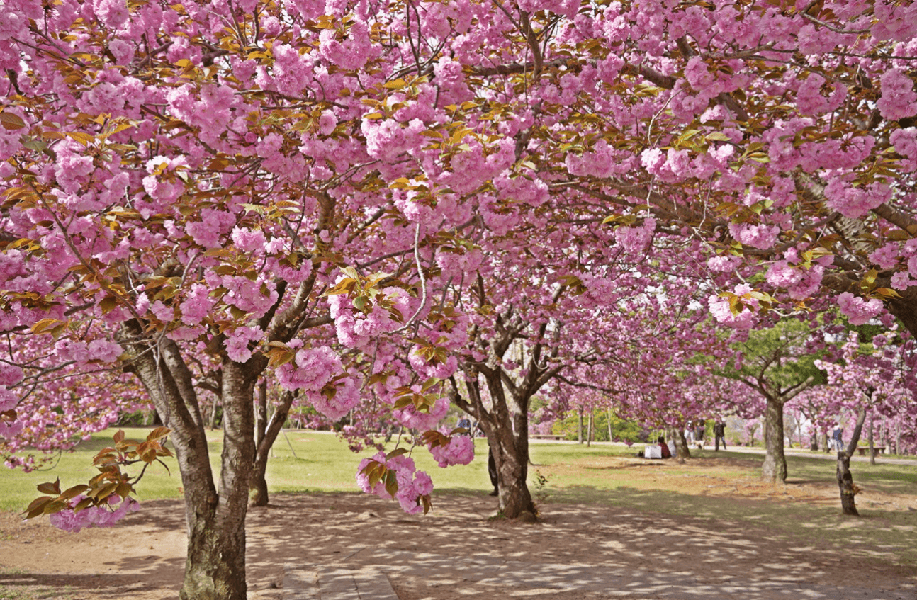 경주 벚꽃 개화시기