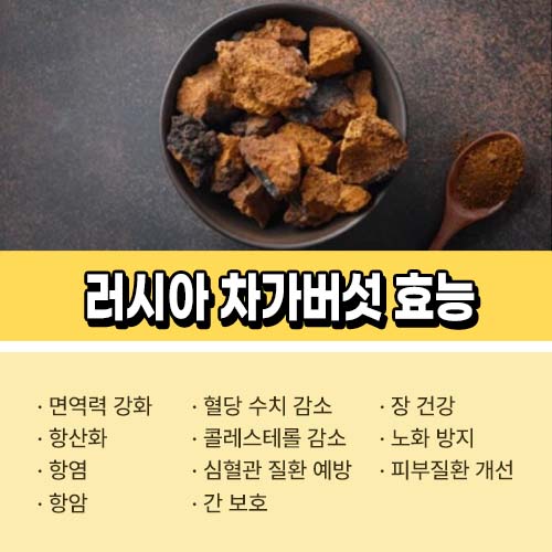 차가버섯 효능