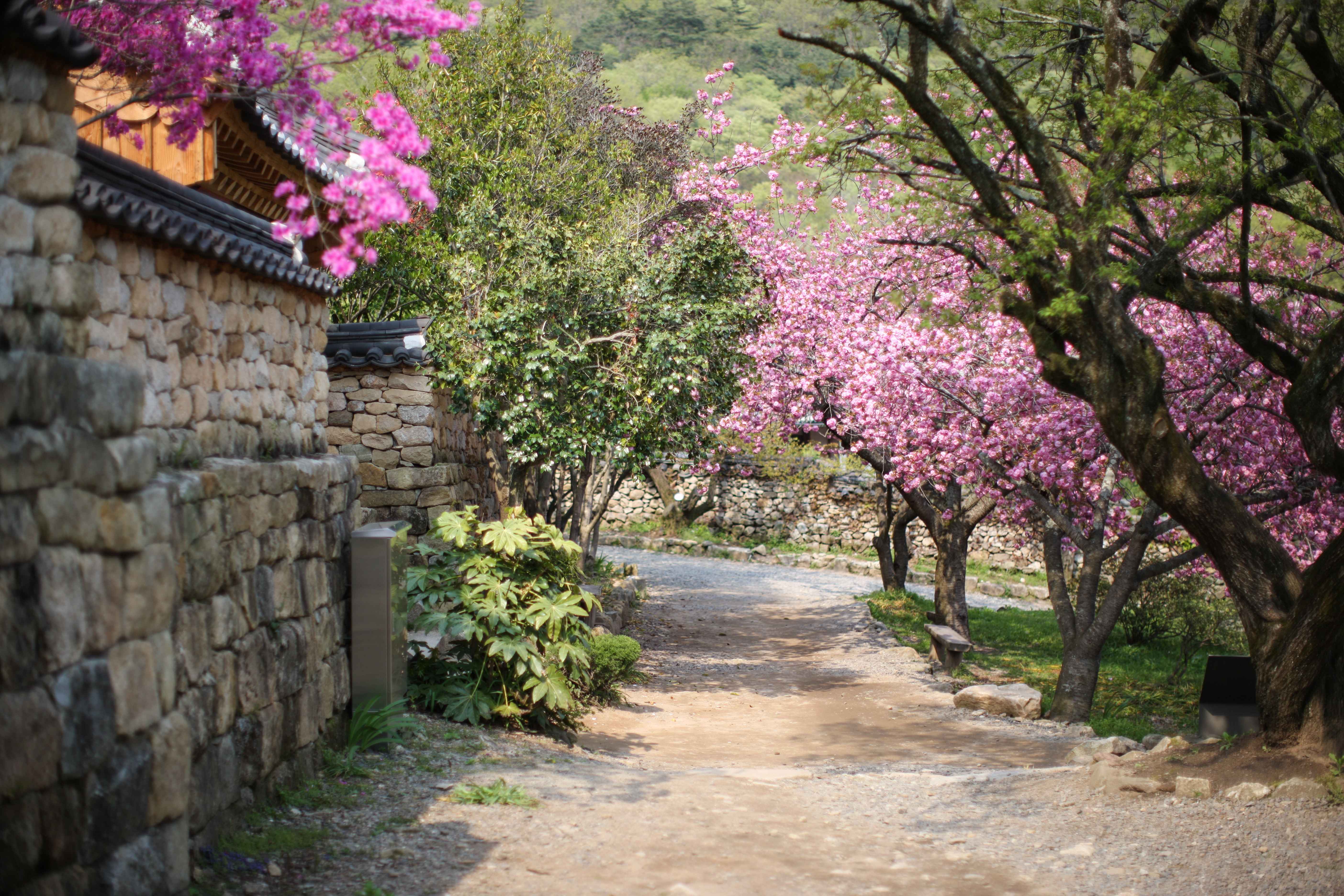 순천 선암사 겹벚꽃