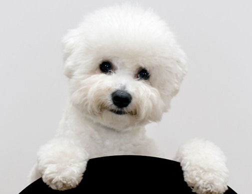 푸들 피부병 치료