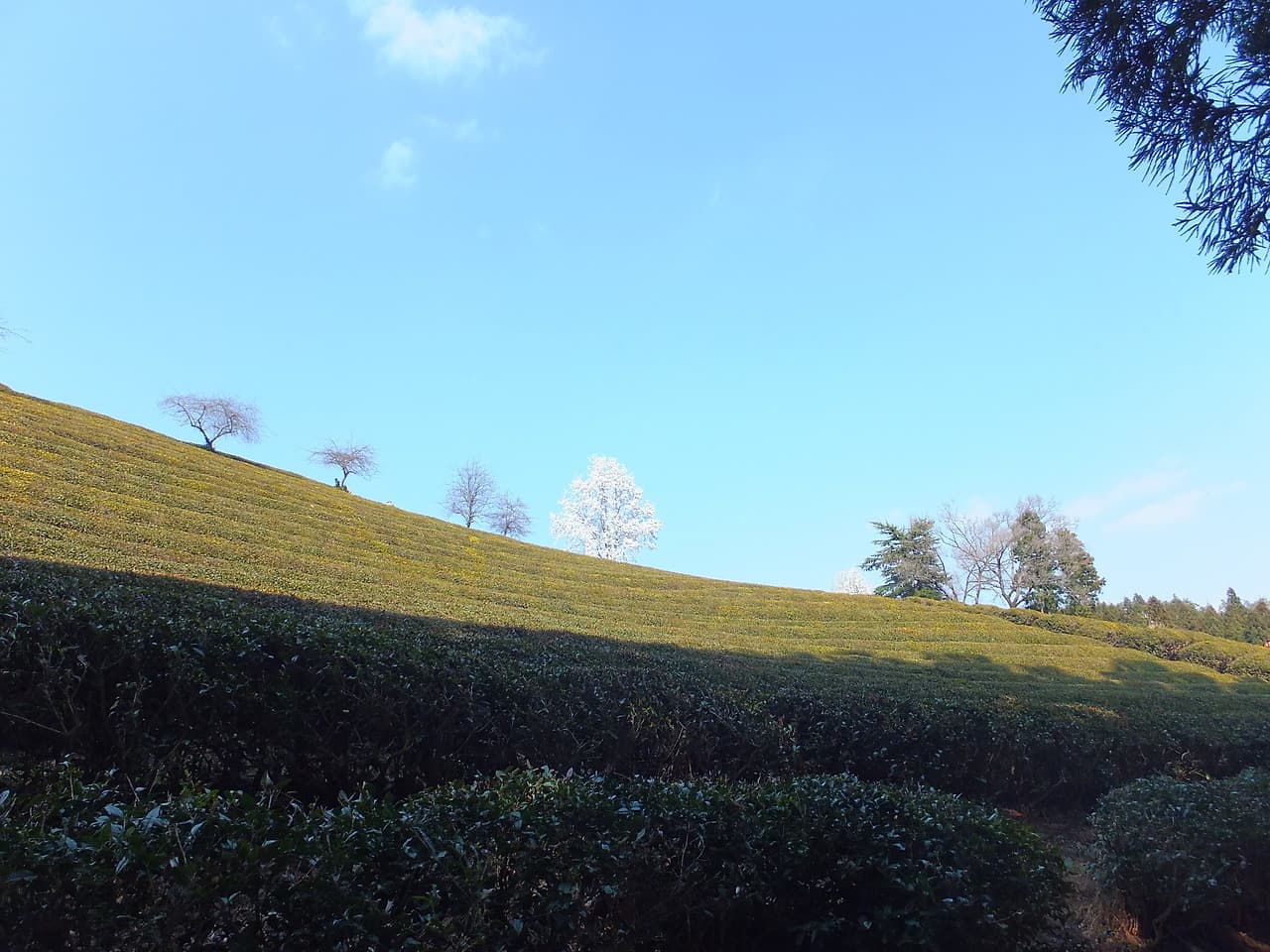 저녁이 오고 있는 녹차밭