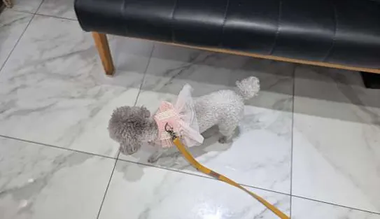 메이동물병원