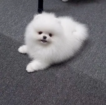 포메라니안 가격 성격 털빠짐 수명 미용_16