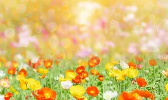 봄 이미지 일러스트 따뜻한 봄 꽃 예쁜 이미지_7