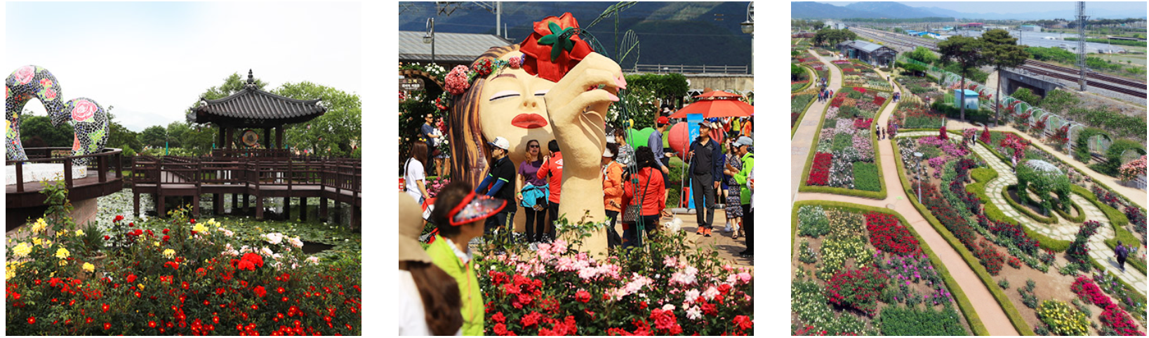 곡성세계장미축제1
