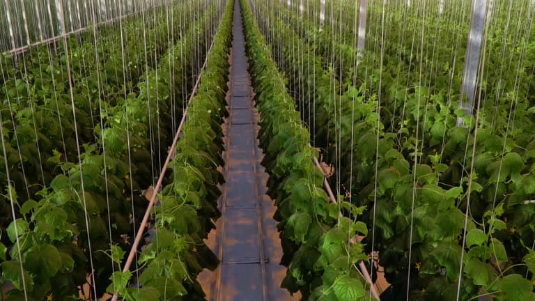 해조류와 해양 기반 식량 혁명