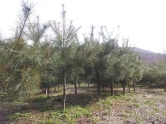 잣 재배 암수 구분 수분 수정 송이 관리_5