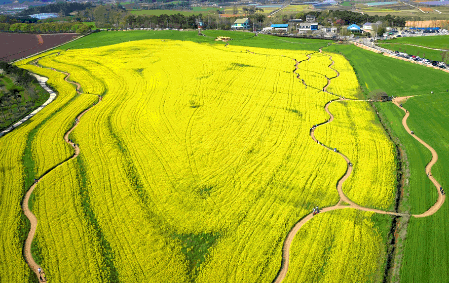 고창 청보리밭 축제 -3