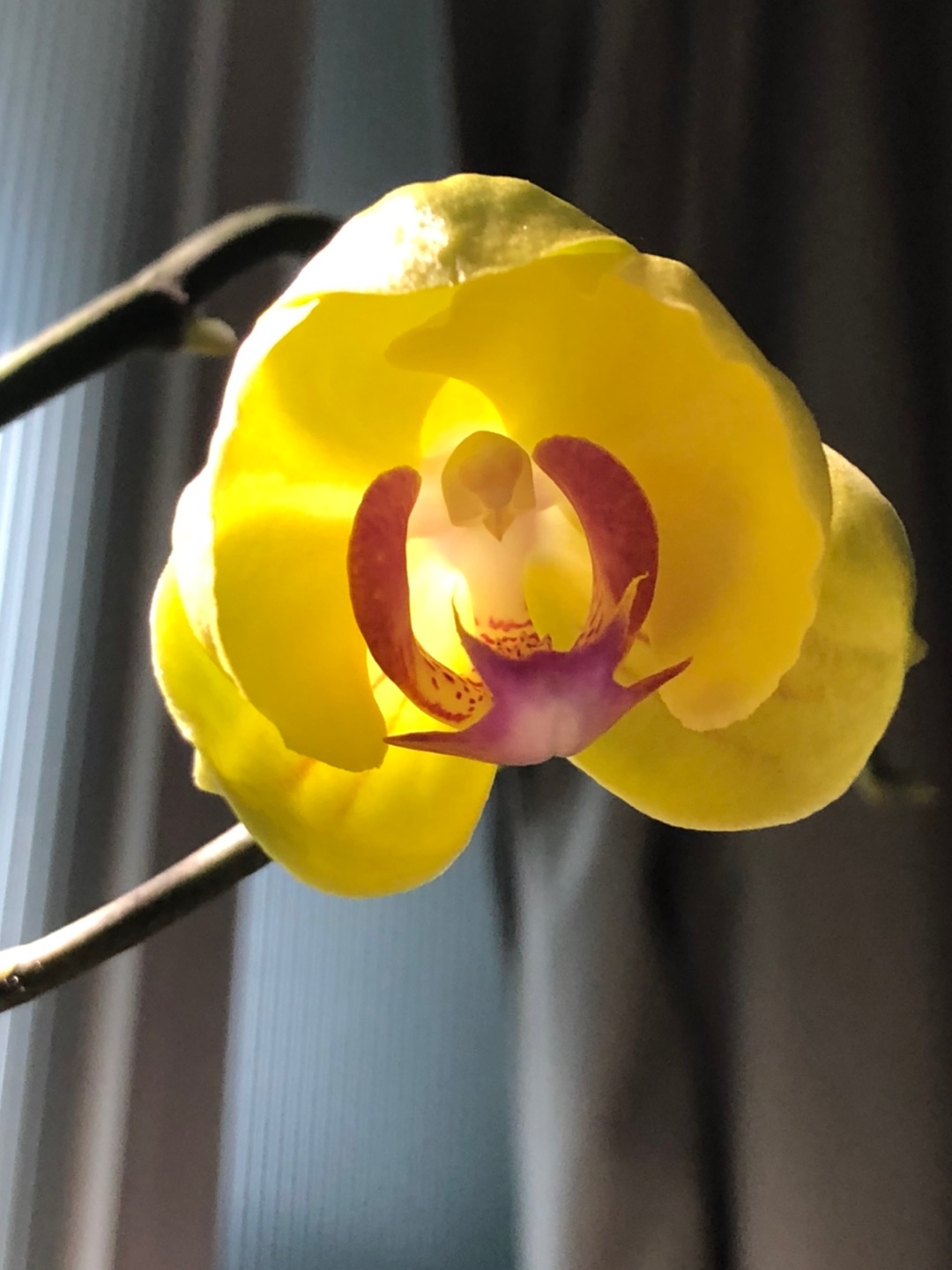 orchid