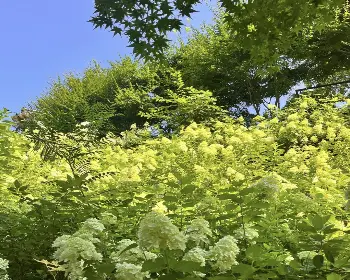 화담숲 예약_6