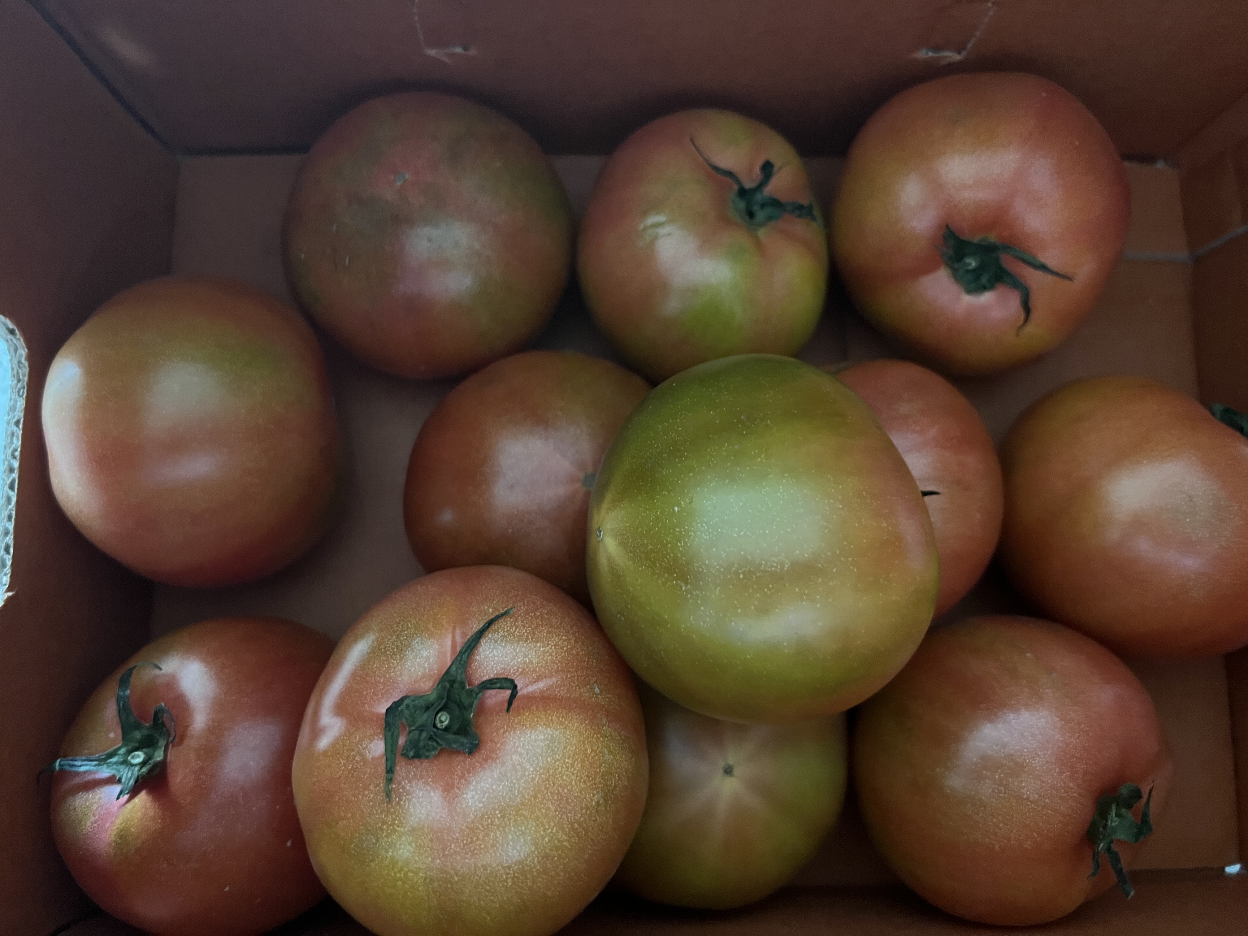 몸에좋은 토마토 사진