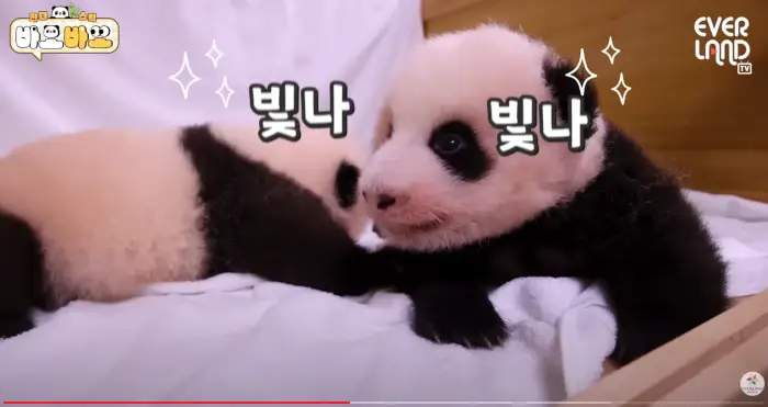 아기바이오-판다