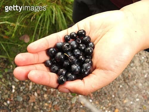 아사이볼&amp;#44; 다이어트에 도움이 될까?