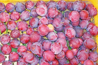 자두 재배 결과지 관리 칼슘 시비 낙과 예방_10