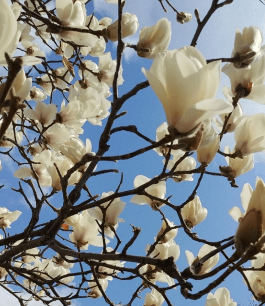 천리포수목원 가든하우스