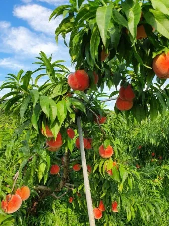 복숭아 재배 꽃 솎기 잎 따기 갈반병 방제_7