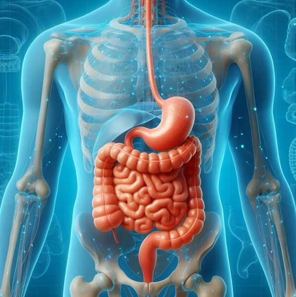 인간의 장기의 모습
