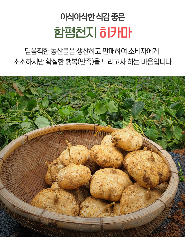 전남 함평 달콤한 인디언 감자 다이어트 당뇨 슈퍼푸드 유기농 히카마 파는 곳 전국 택배 온라인 전화 주문 추천