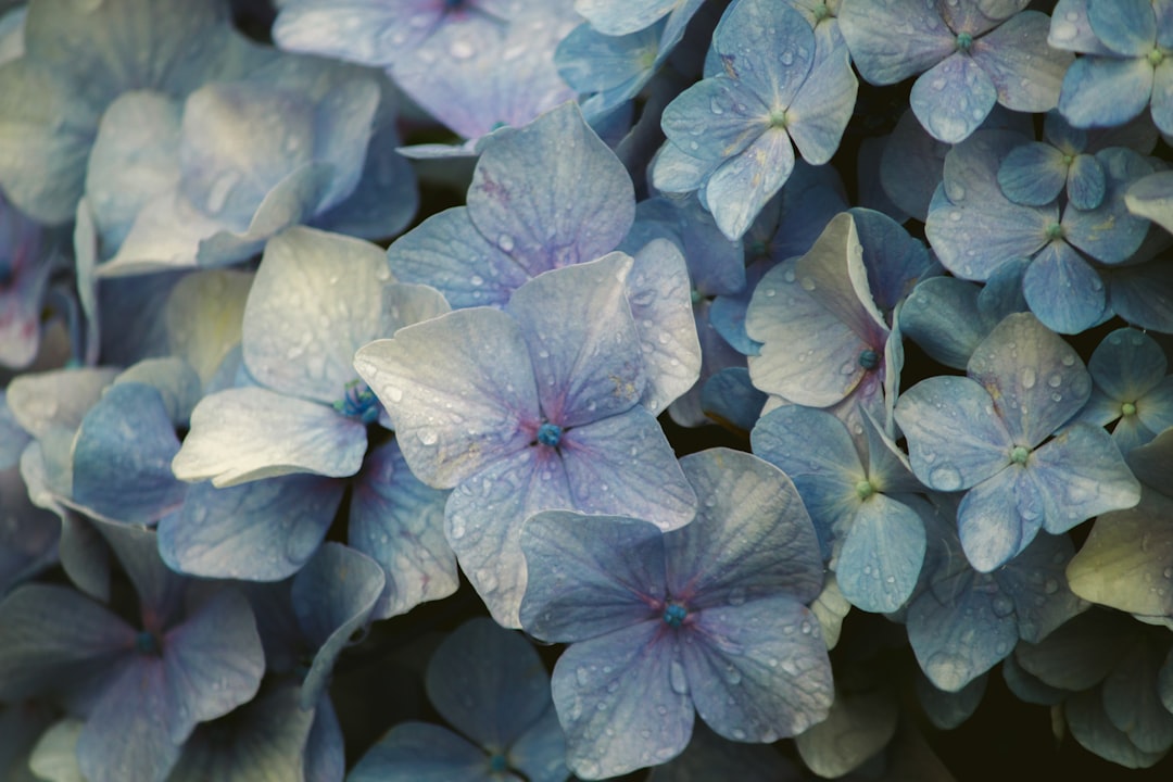 Blossom