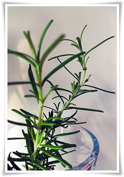 화초 "로즈마리" 집 안 공기를 정화하는 향기로운 반려식물!