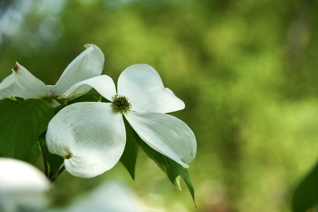 Cornus (the scientific name for the plant used to make the tea)