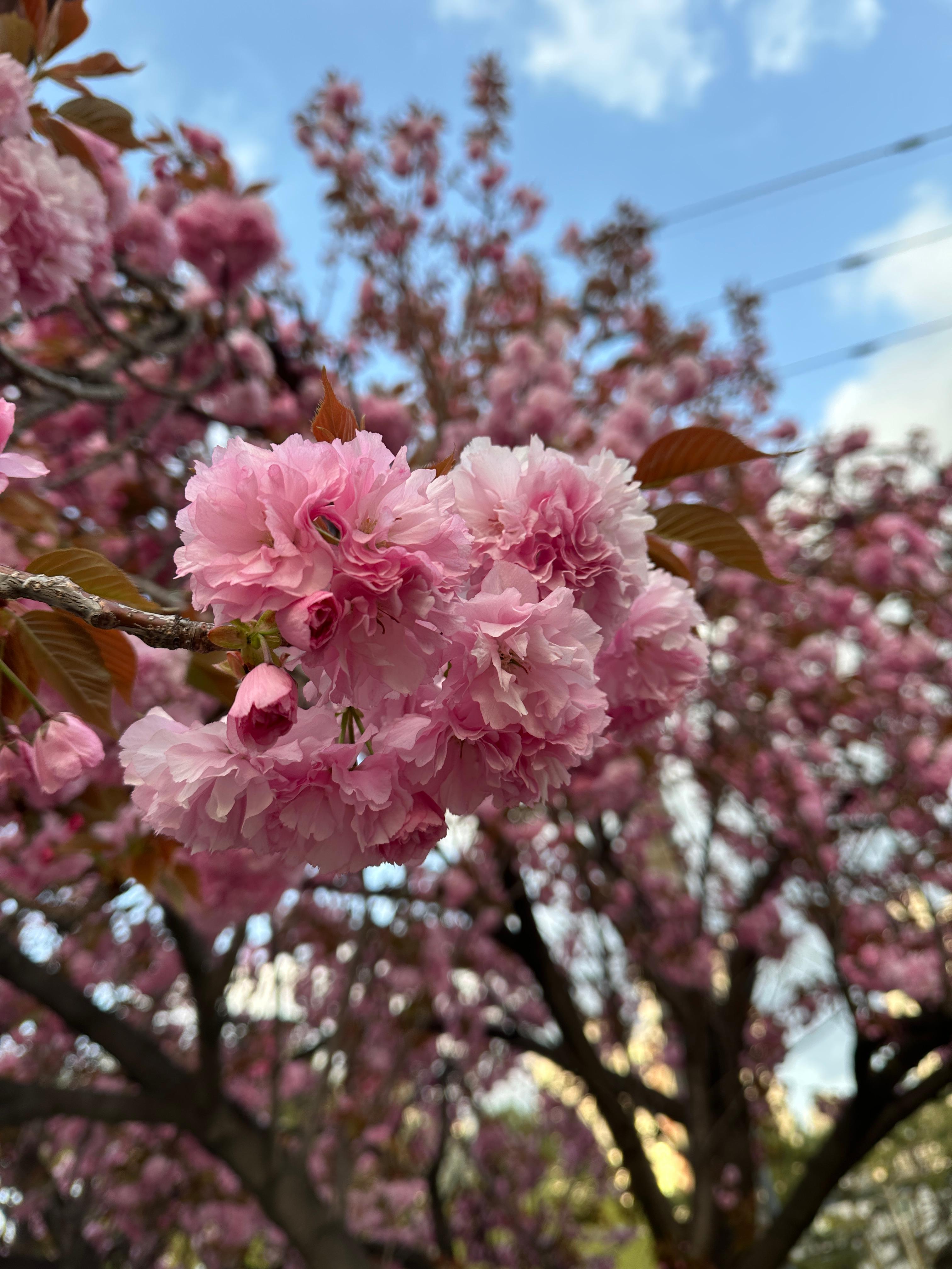 겹벚꽃 사진