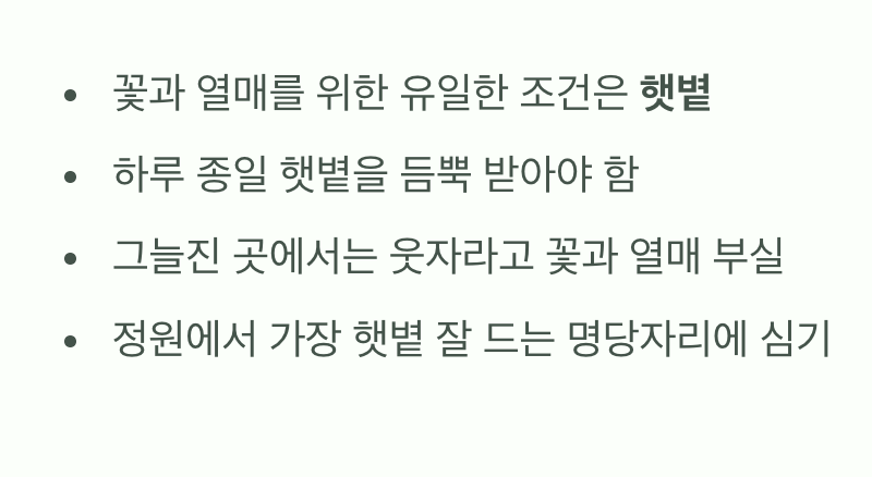 햇살을 먹고 자라는 아이