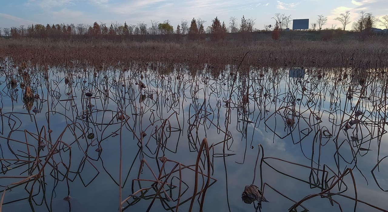 도시 한가운데의 생태 허브, 인공습지와 생물다양성의 연결고리 에 대한 사진