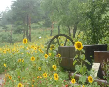 태백 해바라기 축제_18