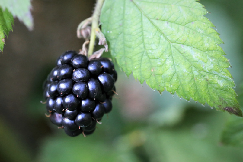 복분자_주의사항