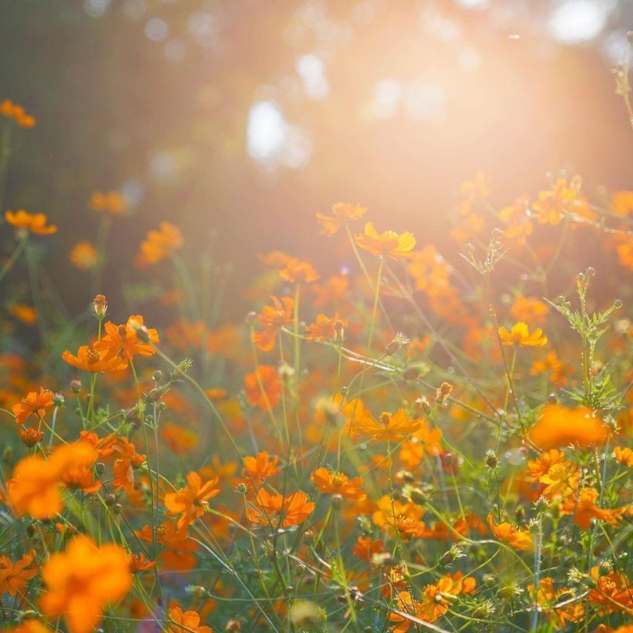 올림픽공원 들꽃마루 황화 코스모스 여행 꿀팁