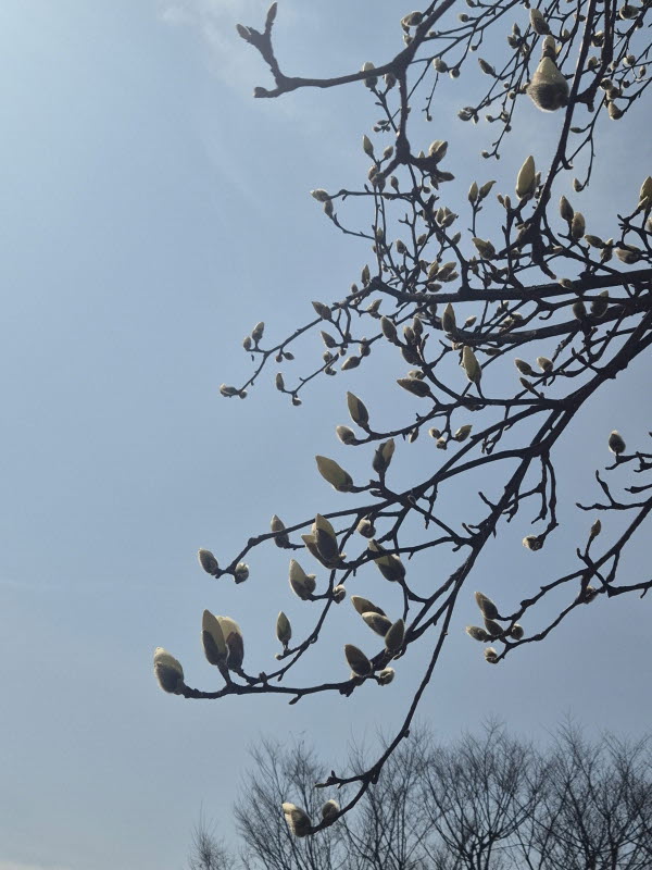 월요일, 필듯 말듯 봉우리...
