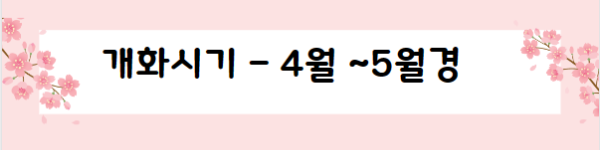 봄꽃 여행지