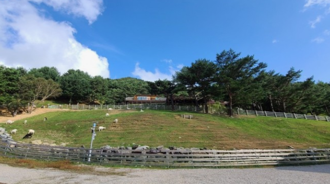 순수 양떼 목장