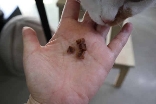 고양이간식추천