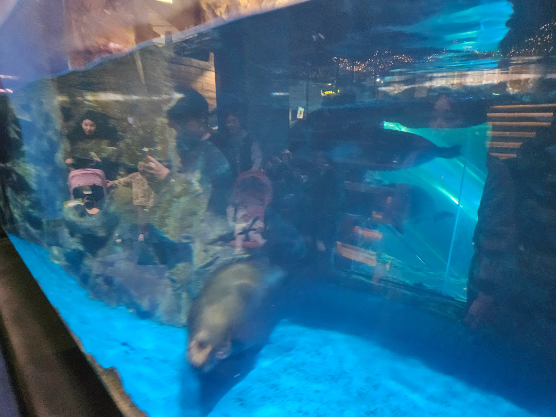 롯데월드 아쿠아리움 바다사자