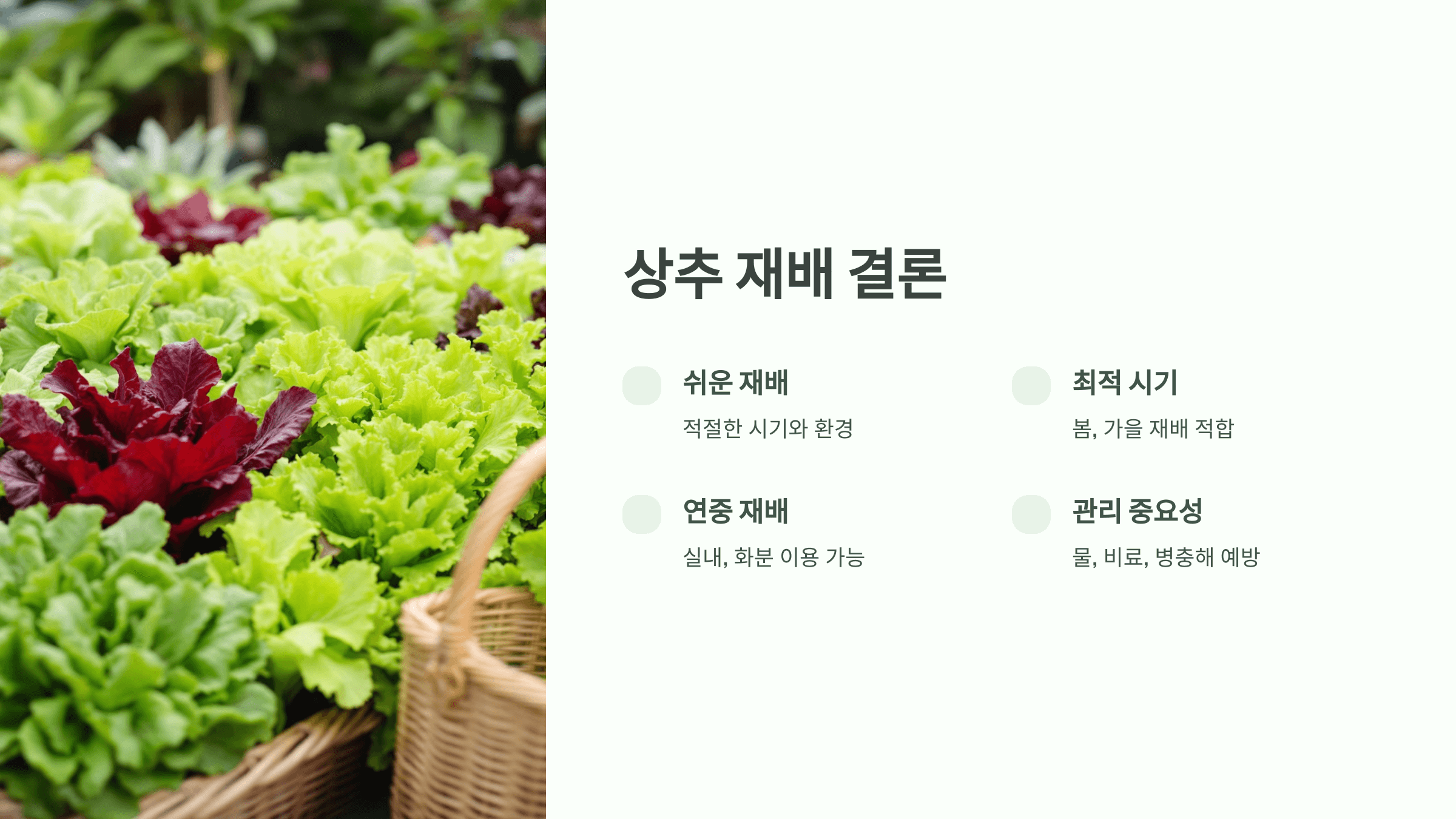 상추 사진입니다.