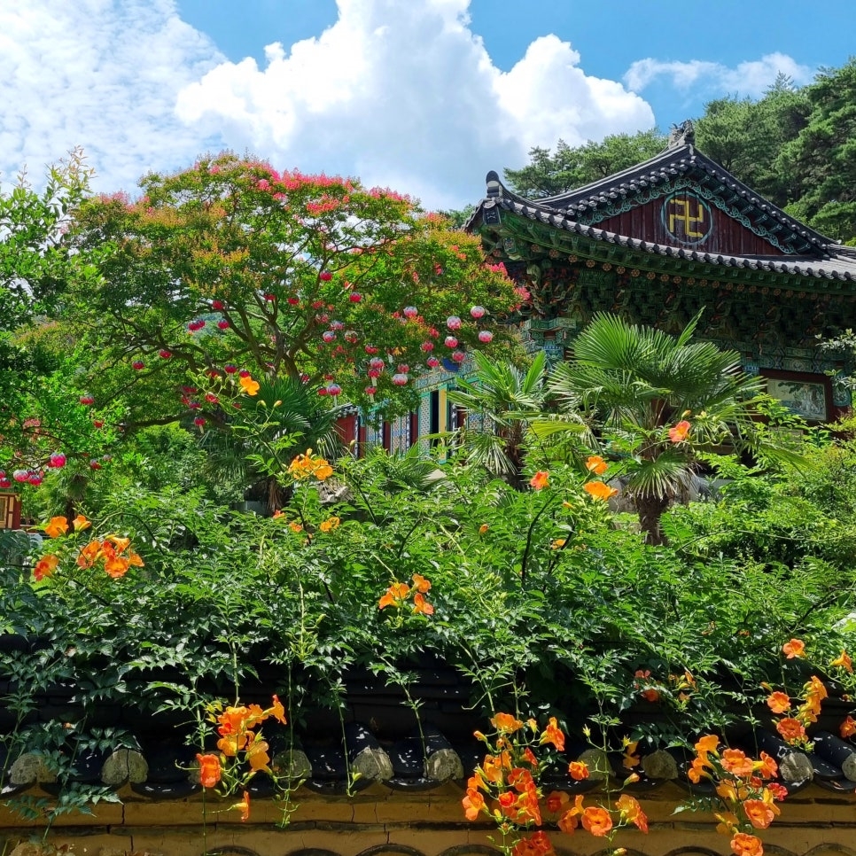 화순 만연사 배롱나무 능소화