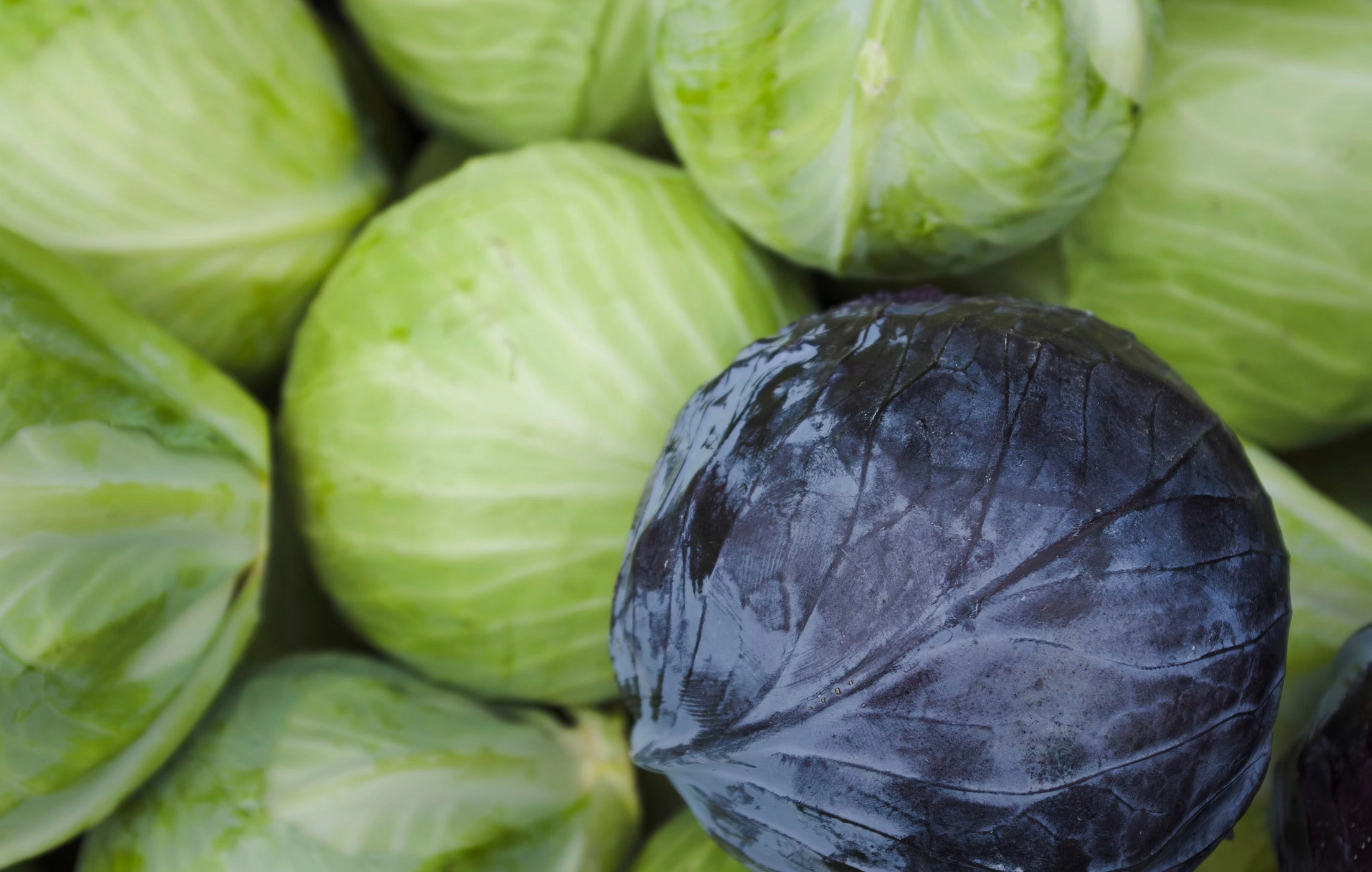 저속노화 식단 래시피